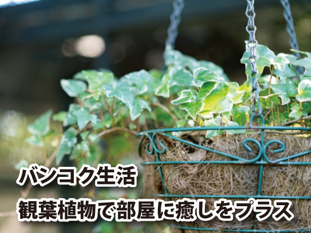 バンコク生活、観葉植物で部屋に癒しをプラス。